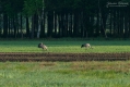 028_Biebrza - maj 2013